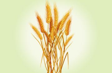 WHEAT GERM OIL