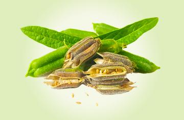 SESAME OIL
