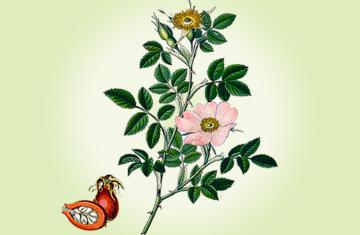 ROSEHIP SEED OIL