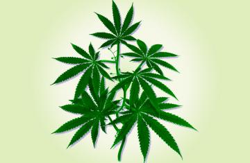 HEMP SEED OIL