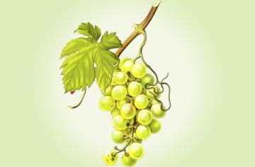 GRAPE SEED OIL