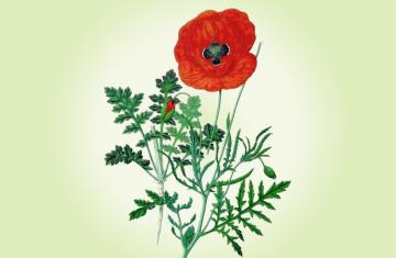 POPPY SEED OIL