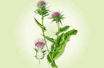 MILK THISTLE OIL