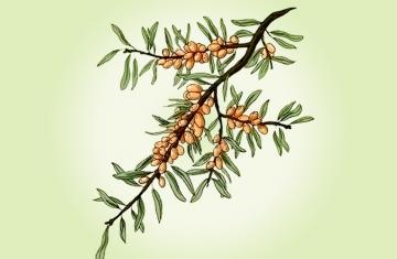 SEA BUCKTHORN OIL