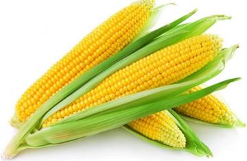 CORN OIL