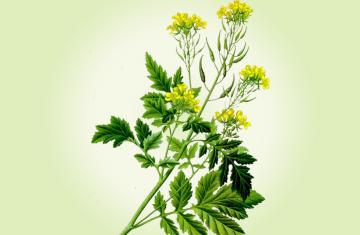 MUSTARD OIL