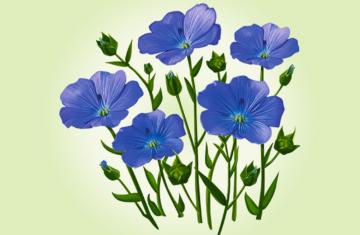 FLAX SEED OIL