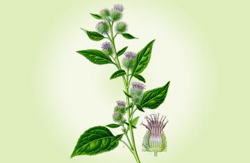 BURDOCK OIL