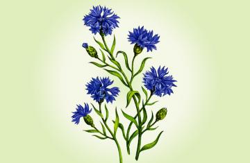 BLACK CUMIN SEED OIL